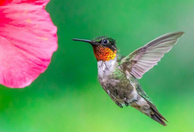 پانسیون Pine Park Garden Cottages