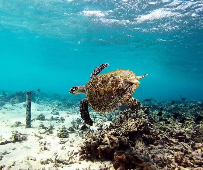 Отель W Maldives