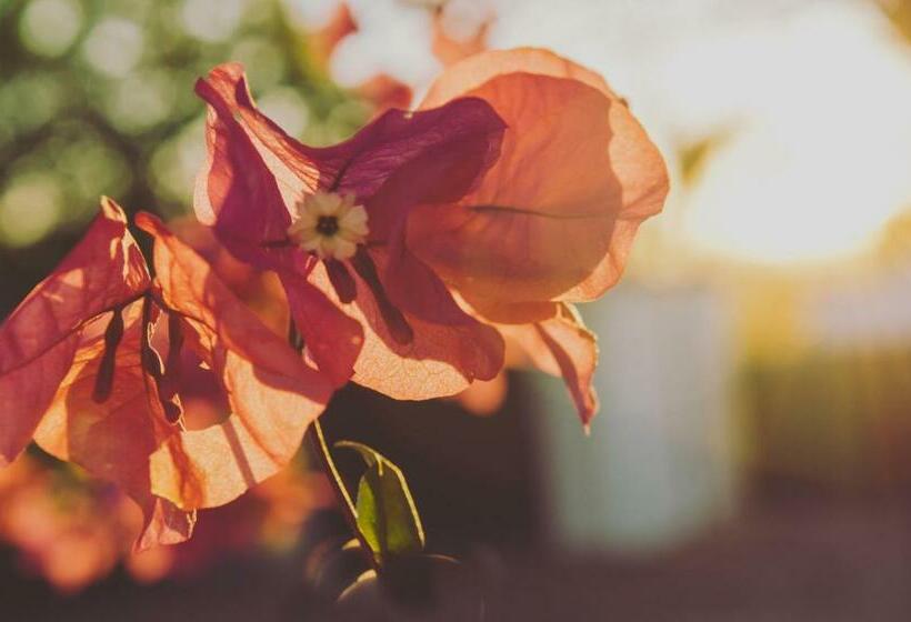 مبيت وإفطار Herberg Manor