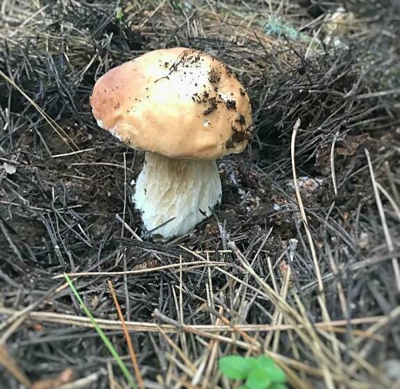 Perla Della Sila B&b