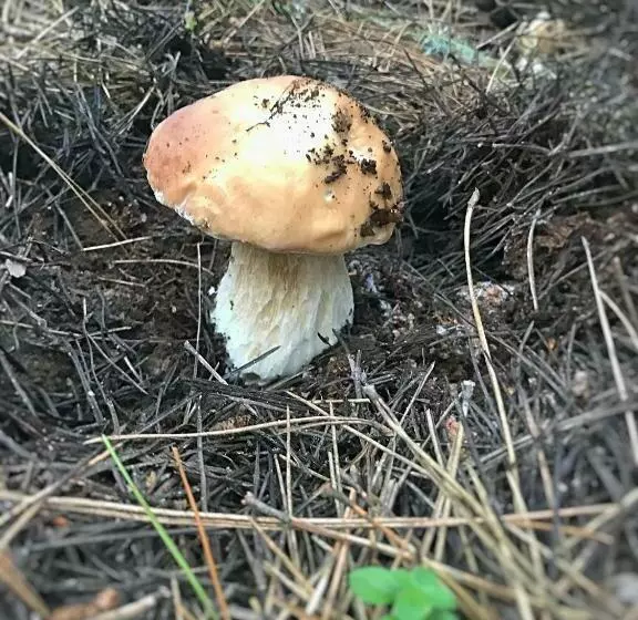 Perla Della Sila B&b