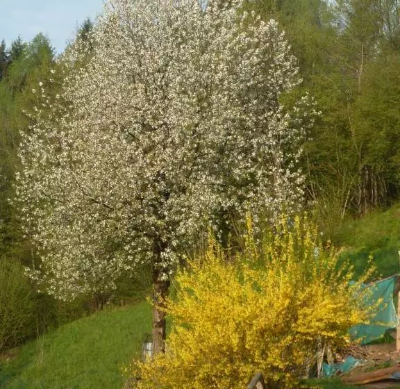 Nocleg ze śniadaniem Il Ciliegio