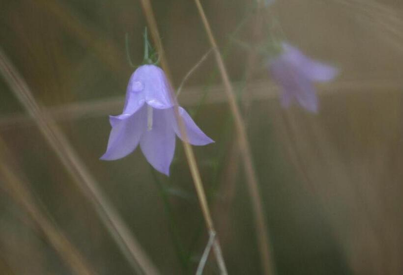 هتل Borängs Gård