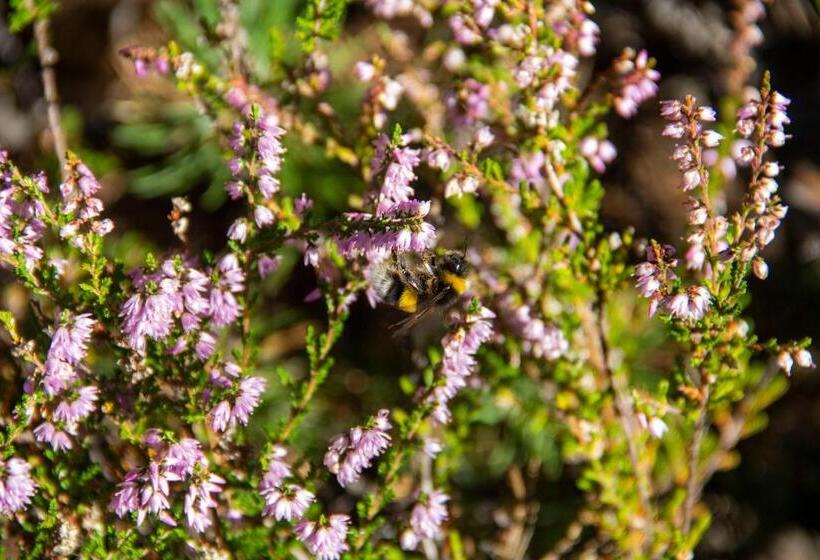 La Perle Des Montagnes Bed And Breakfast Chambre D Hôte