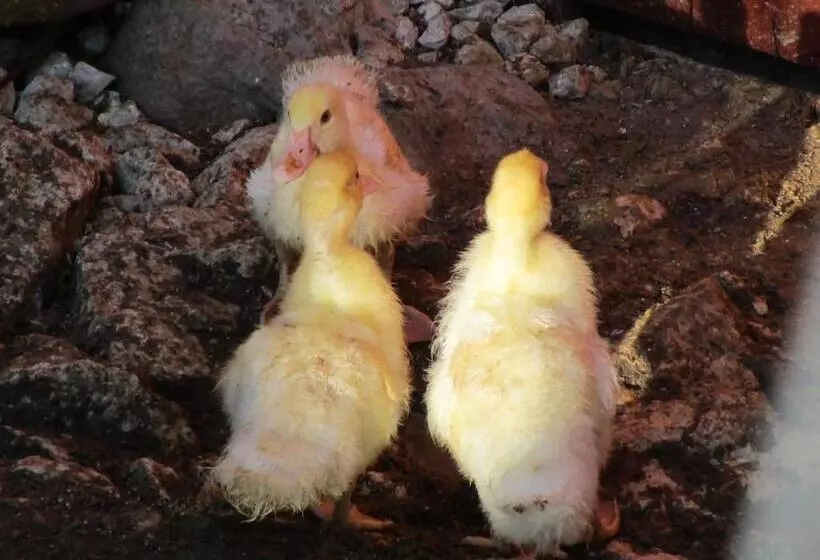 ベッドアンドブレックファースト Alla Contrada Degli Asinelli