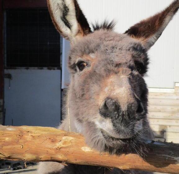 צימר Alla Contrada Degli Asinelli