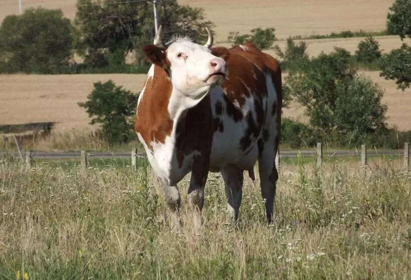 Majatalo Dósa Tanya, Vendégház