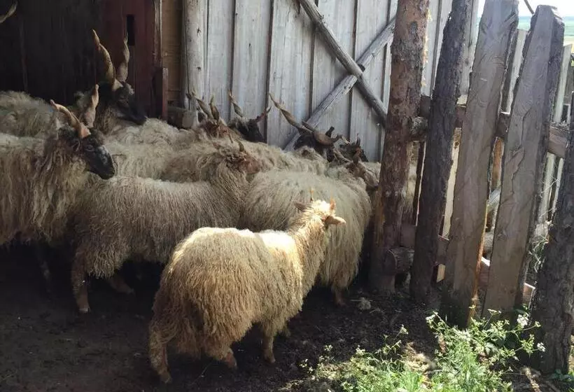 Majatalo Dósa Tanya, Vendégház