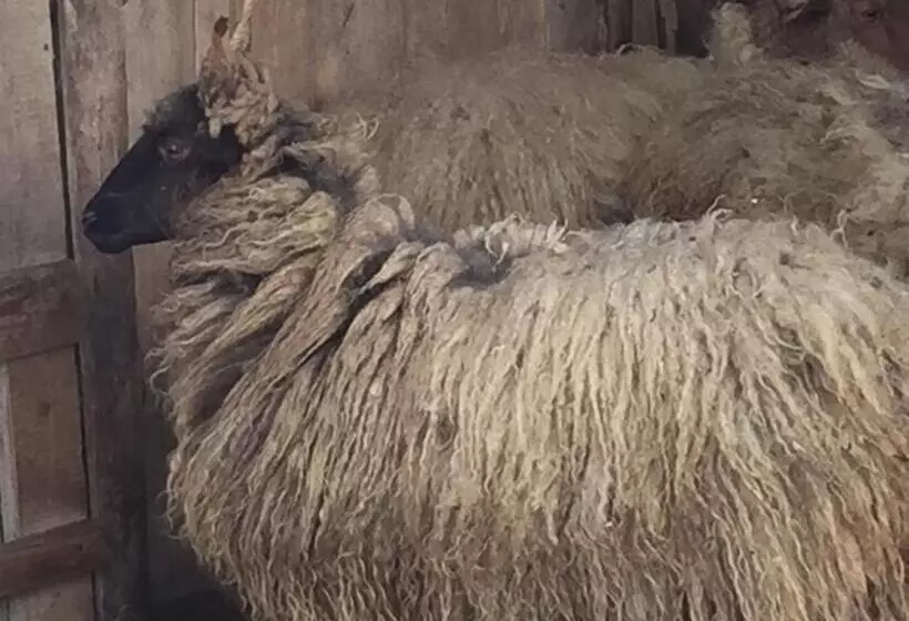 Majatalo Dósa Tanya, Vendégház