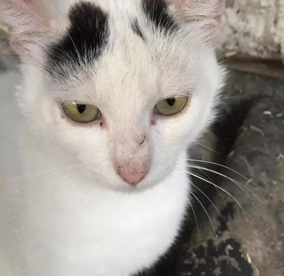 Majatalo Dósa Tanya, Vendégház