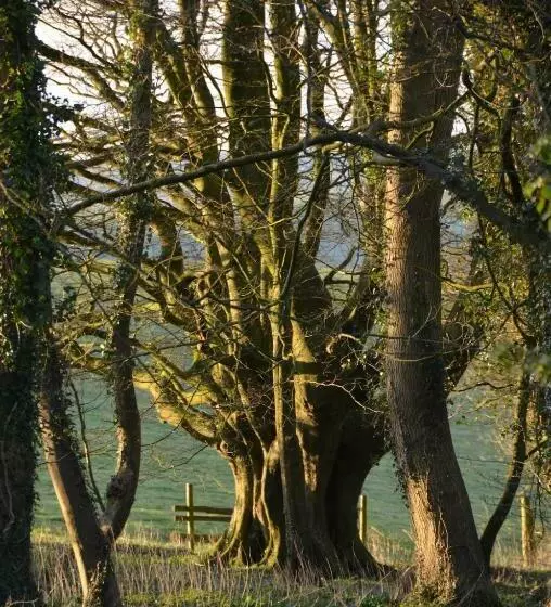 Top Parts Bed & Breakfast