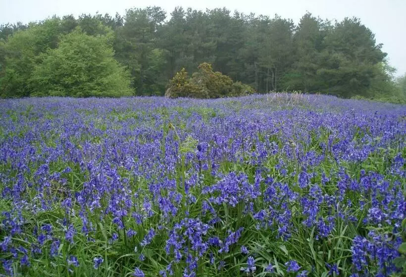 Top Parts Bed & Breakfast