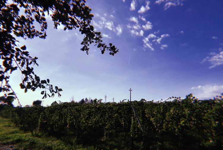 تختخواب و صبحانه Orchidea Del Garda