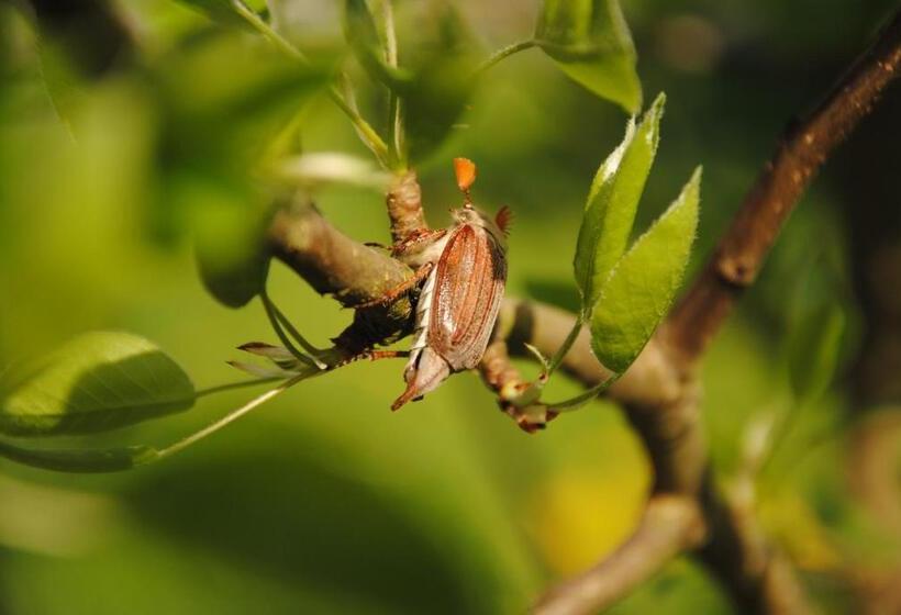 酒店 Landhaus Kuntz