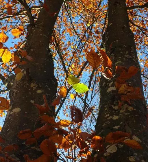 ベッドアンドブレックファースト A La Grange D En Haut