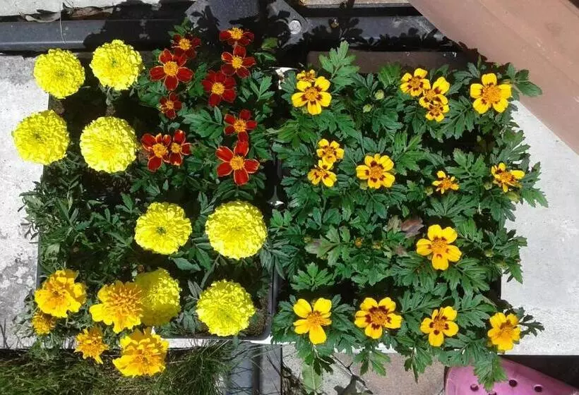 ベッドアンドブレックファースト Il Borgo Dei Molini