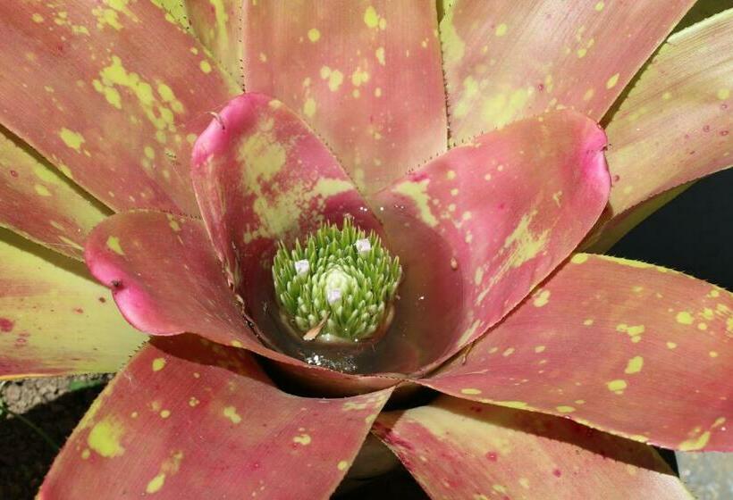 Apartamentos Turisticos Verdemar