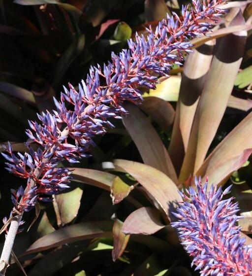 Apartamentos Turisticos Verdemar