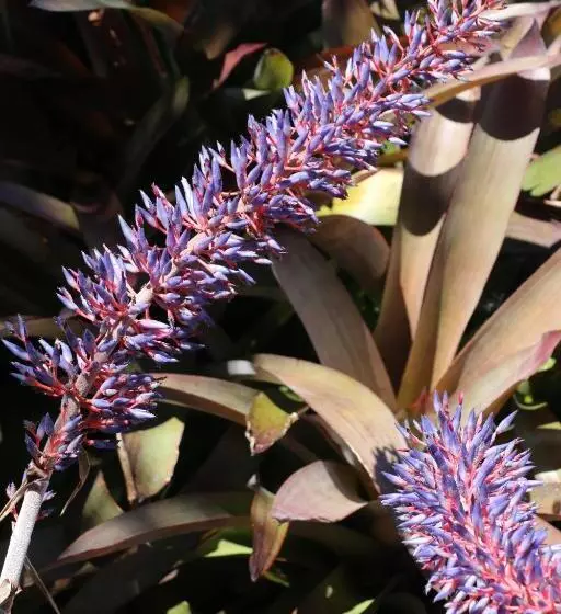 Apartamentos Turisticos Verdemar