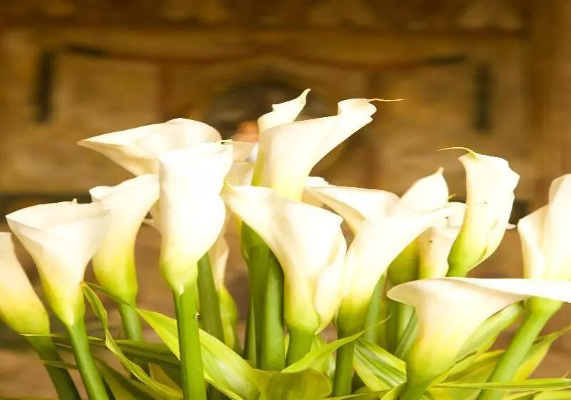 酒店 Boutique Mansion Del Rio