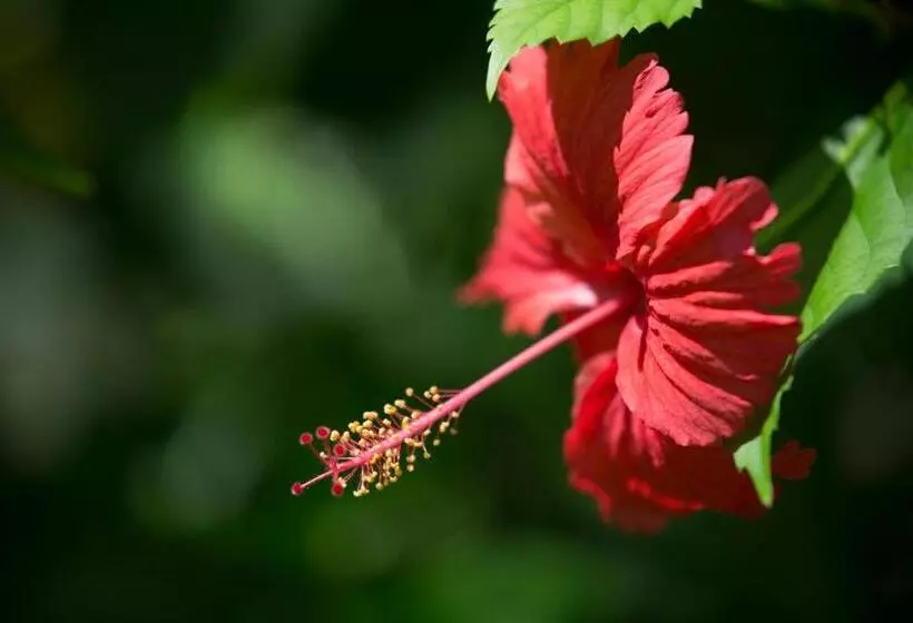 Hotel Lanka Princess All Inclusive