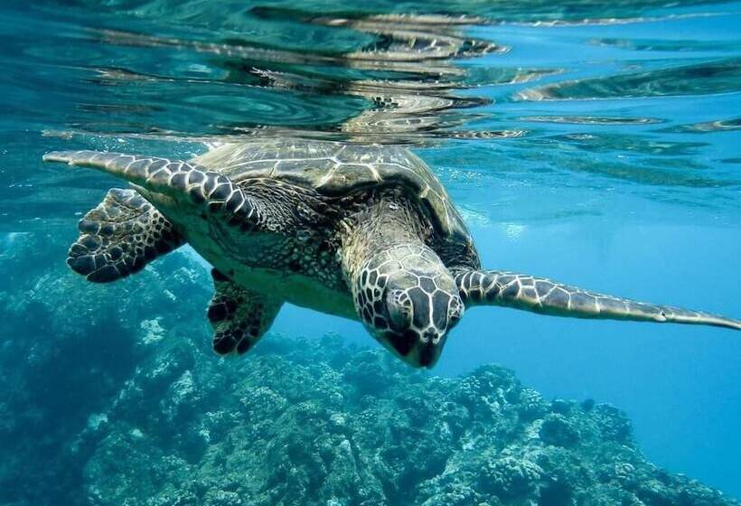 Отель Reef Garden Polhena