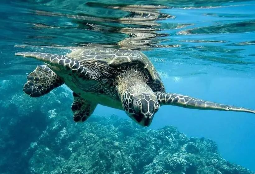 Hotel Reef Garden Polhena