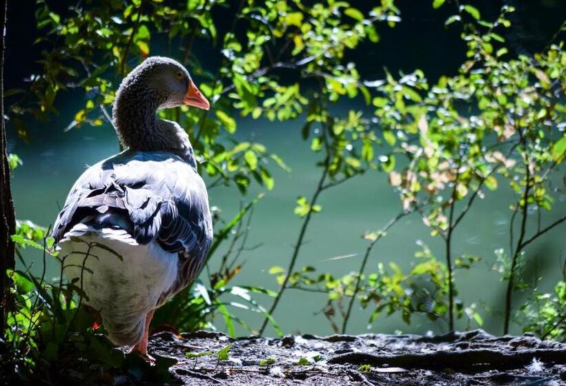 فندق Termas Da Curia