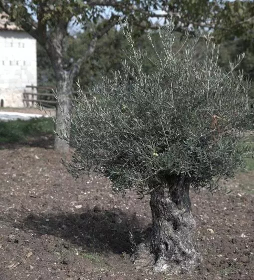 Hotelli Agriturismo Il Parco