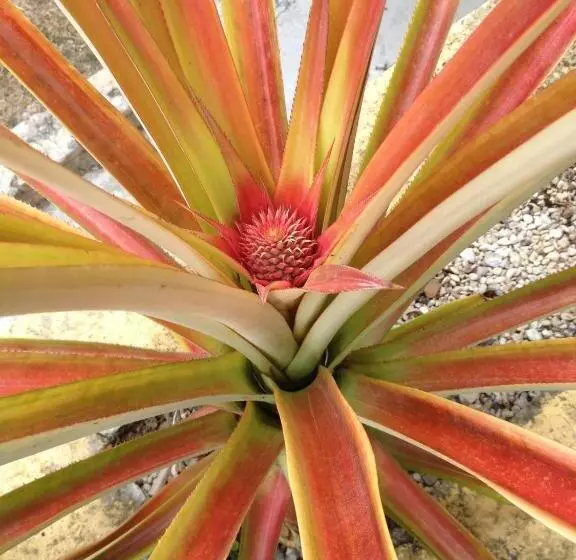 Majatalo Amigos Hotelito