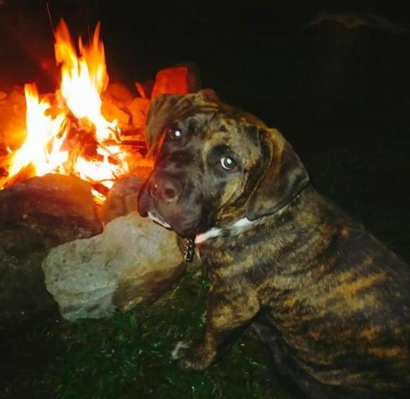 פנסיון Jabbitos Baguio Transient House Bungalow