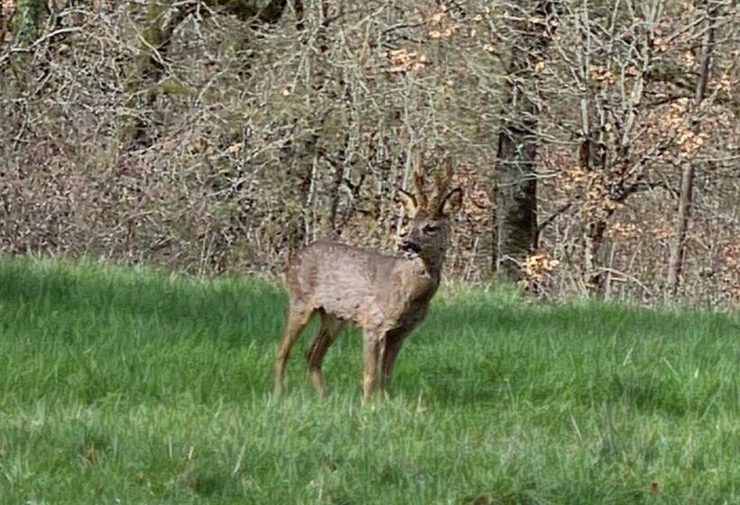 住宿加早餐 Nature Et Piscine Au Sommet Du Périgord