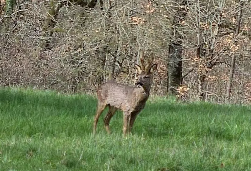 ベッドアンドブレックファースト Nature Et Piscine Au Sommet Du Périgord