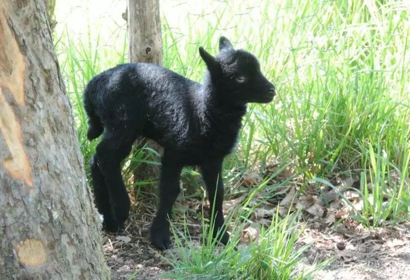 ベッドアンドブレックファースト Le Jardin Des Paons