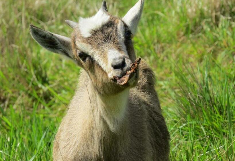 צימר Le Jardin Des Paons