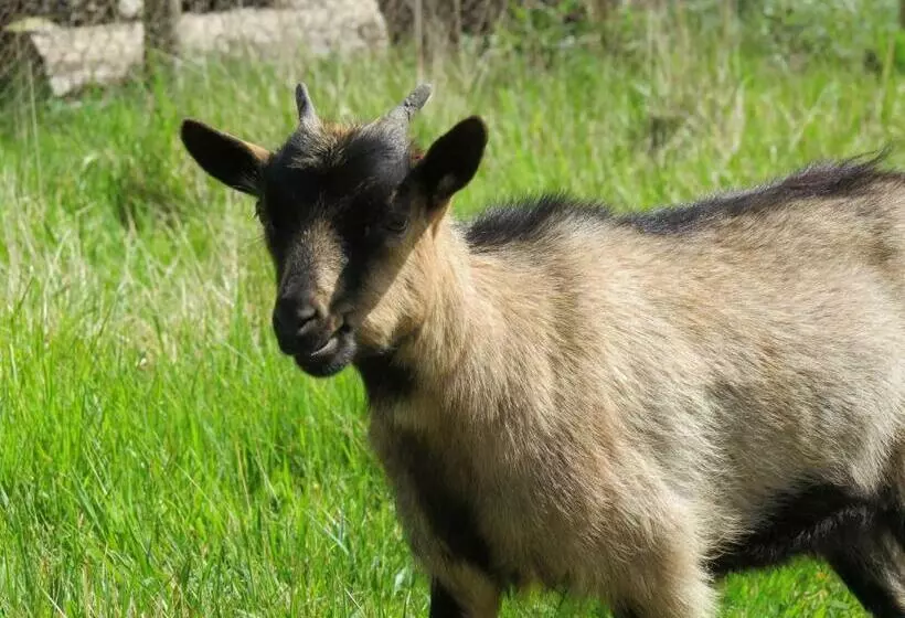 ベッドアンドブレックファースト Le Jardin Des Paons