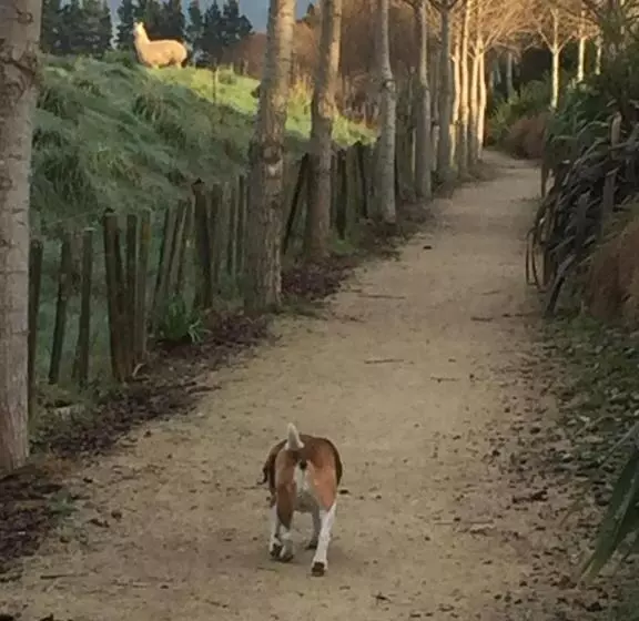 Majatalo Ivy S Cottage