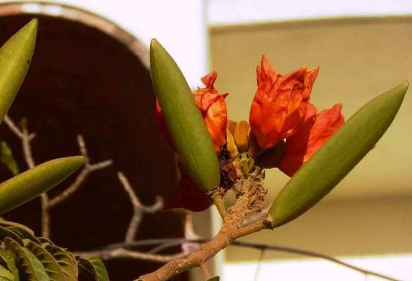 Hotelli Villa Los Corales