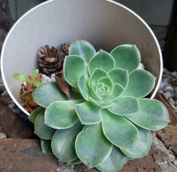 Пансион Alikreukel Accommodation