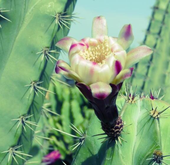 پانسیون Warung