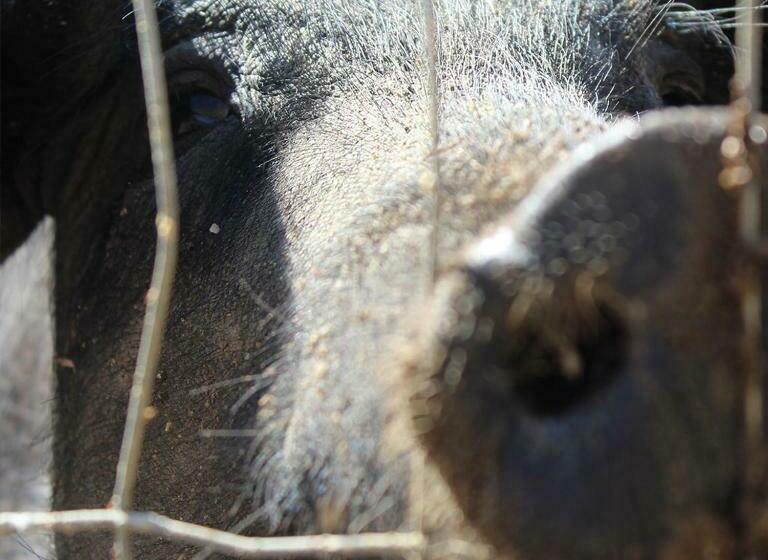 צימר Quinta Do Freixo