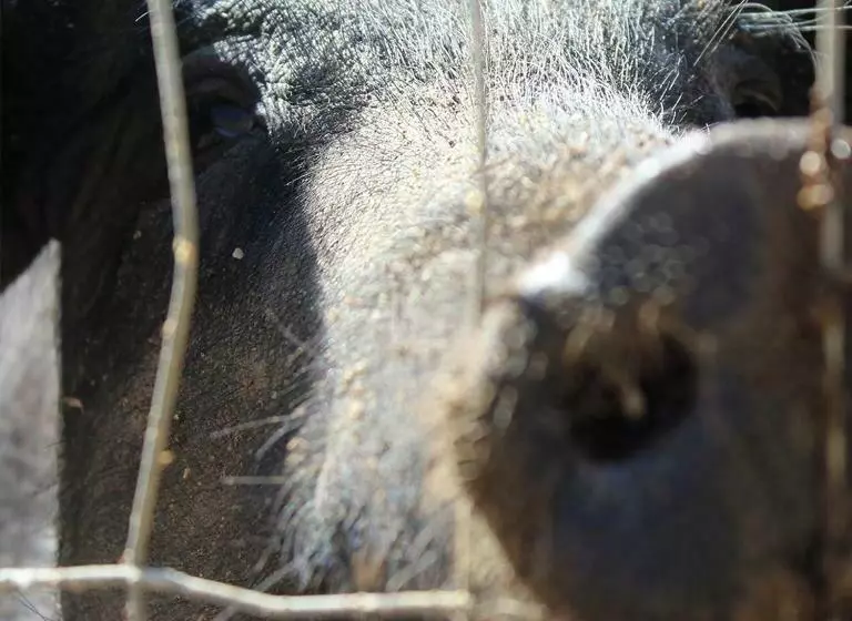 Aamiaismajoitus (B&B) Quinta Do Freixo