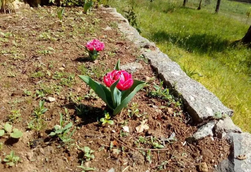 Aamiaismajoitus (B&B) Vianashome