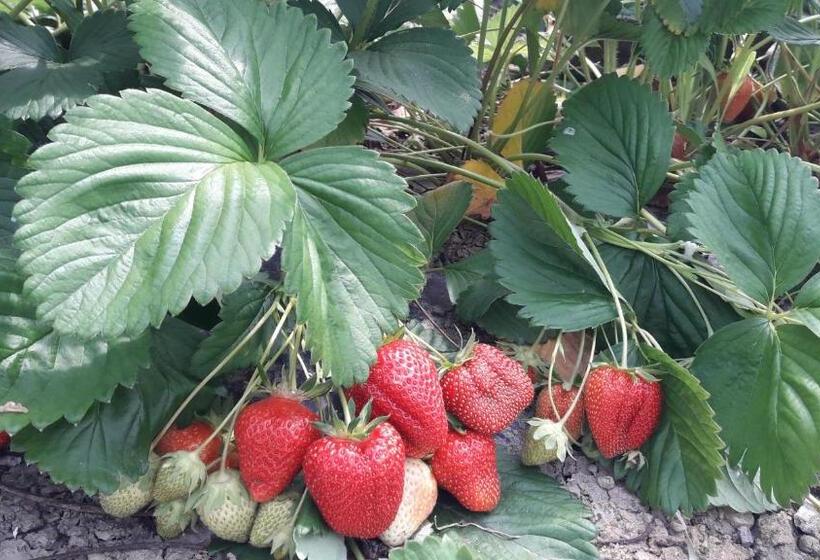 酒店 Ca  D Alfieri