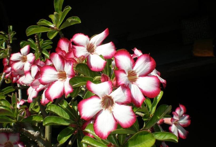 膳宿费 Maha Neka Villa