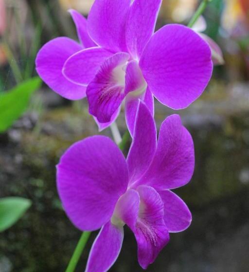 膳宿费 Maha Neka Villa