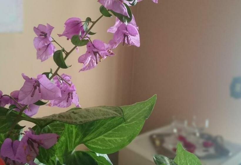 ペンション Pousada Das Palmeiras