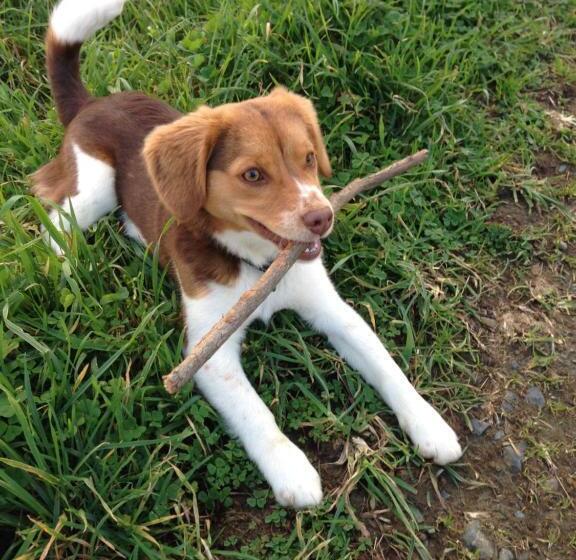 پانسیون As Jarras