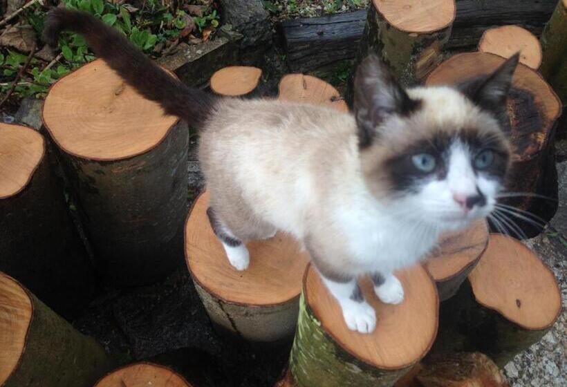 پانسیون As Jarras