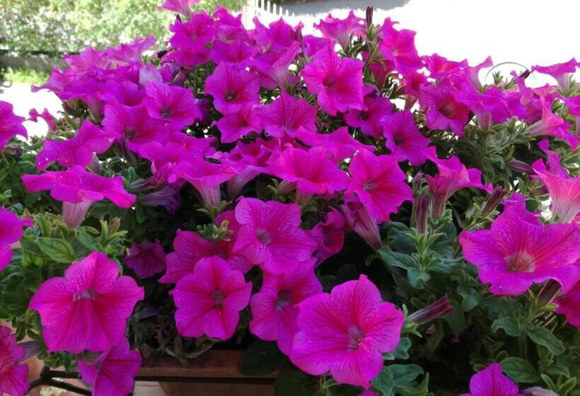 Bed And Breakfast Da Pio